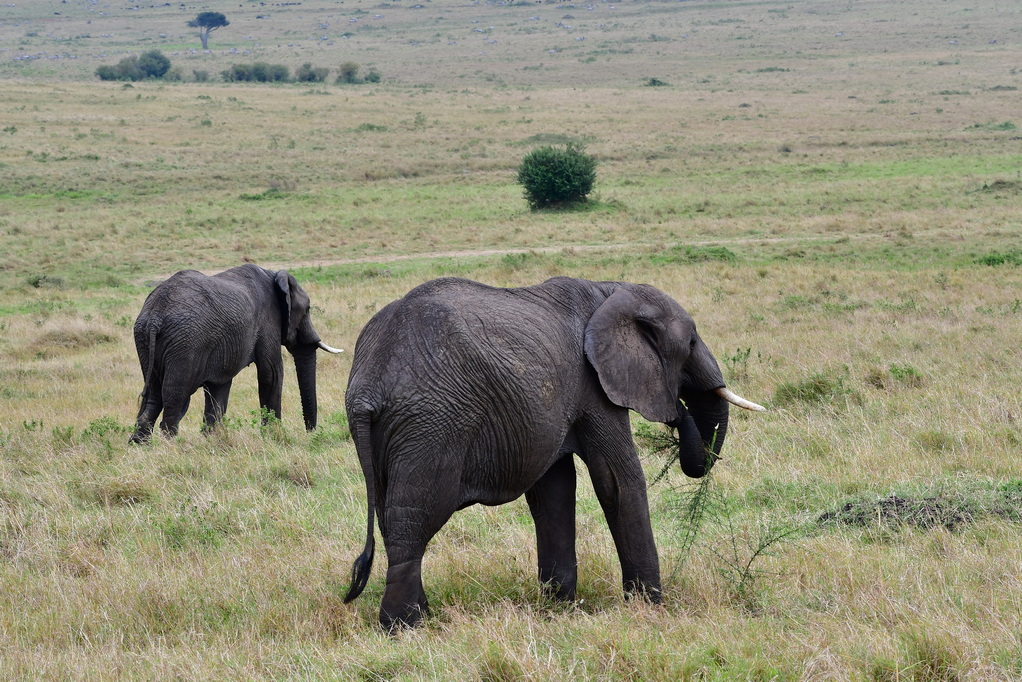 Masai Mara Nat. Reserve